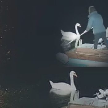 Spasavanje dunavskih labudova