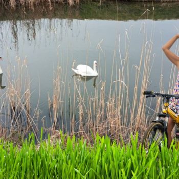 Šta je na sajtovima javnih organa i ustanova?