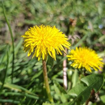 Kovin u fokusu: Zlatnici proleća u vremenu radnog vaspitanja