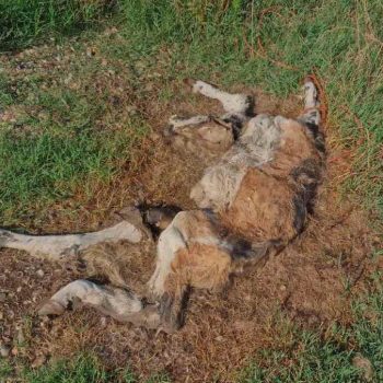Veterinarska inspektorka o odlaganju leševa životinja