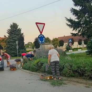 Skorenovac: Akcija branja lavande za mirisne kesice