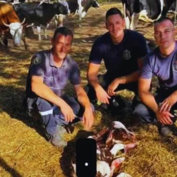 „Vatrogasna braća“ pomogla dolasku na svet jednog teleta