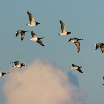 Kovin u fokusu: Dve na vlast