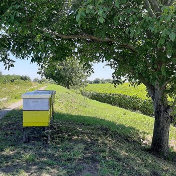 Priča kraj pčelinje košnice: Tajna dobrog zeta